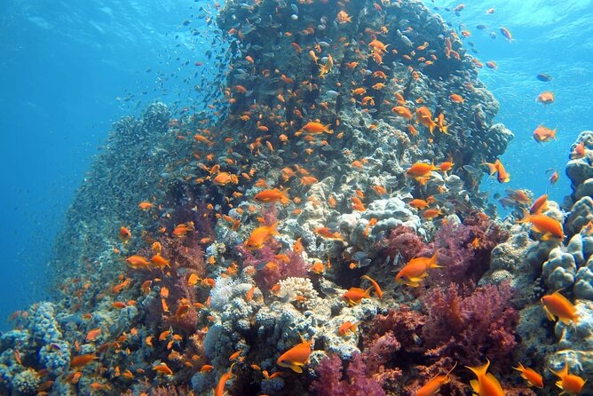 Private Scuba Diving Adventure in the Red Sea of Aqaba - Meeting at CXGJ+RGP and how the session usually flows