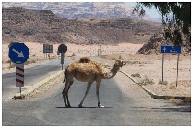 Private transfer Petra to/from Wadi Rum - Who this transfer suits best (and who might not need it)
