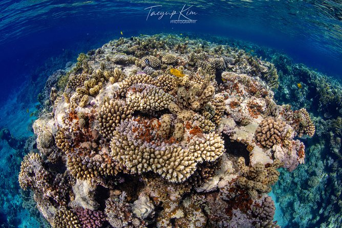 Scuba Diving for Certified Divers - Why Aqaba’s Red Sea wrecks and reef combo is so compelling