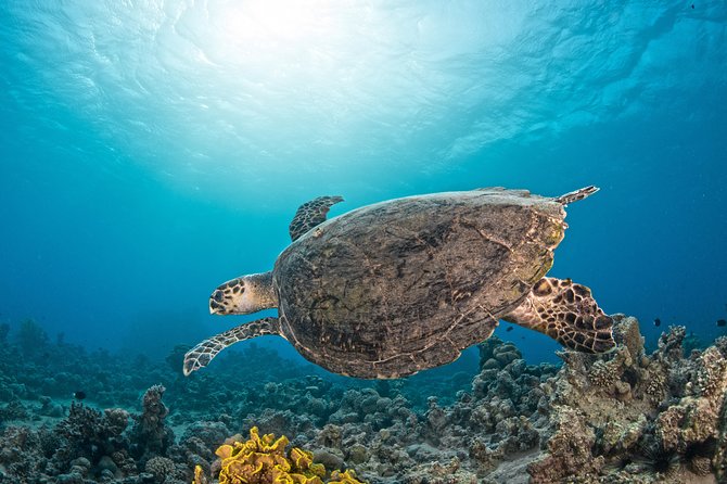 Scuba Diving for Certified Divers - Lunch and onboard service: fuel matters more than you think