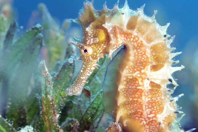 Scuba Diving for Certified Divers - How to plan for a smooth day: weather, fitness, and what to pack