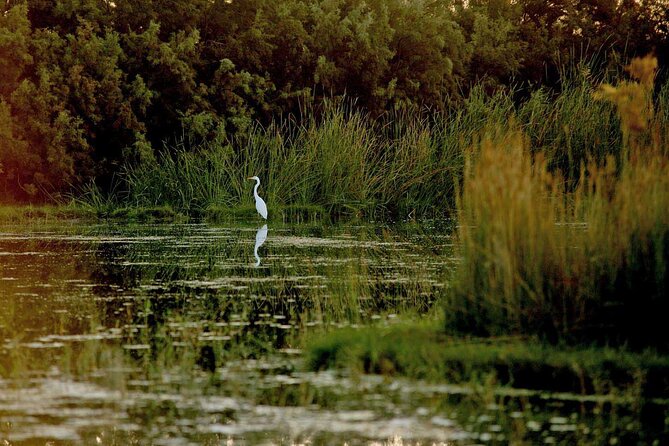 Shaumari Reserve and Azraq Wetland Private Full Day Tour from Amman - Price and what you really get for $186.67
