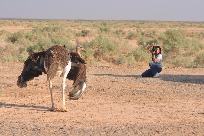 Shaumari Reserve and Azraq Wetland Private Full Day Tour from Amman - What to pack, what to wear, and how to stay comfortable