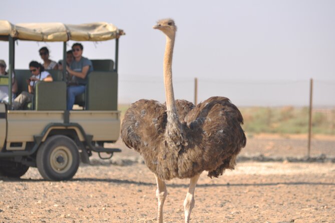 Shaumari Reserve and Azraq Wetland Private Full Day Tour from Amman - Shaumari Wildlife Reserve: conservation breeding in action