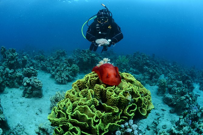 Shore Certified Diving - Two Dives - Your guide team in action, from Farid and Hamza to Raphael