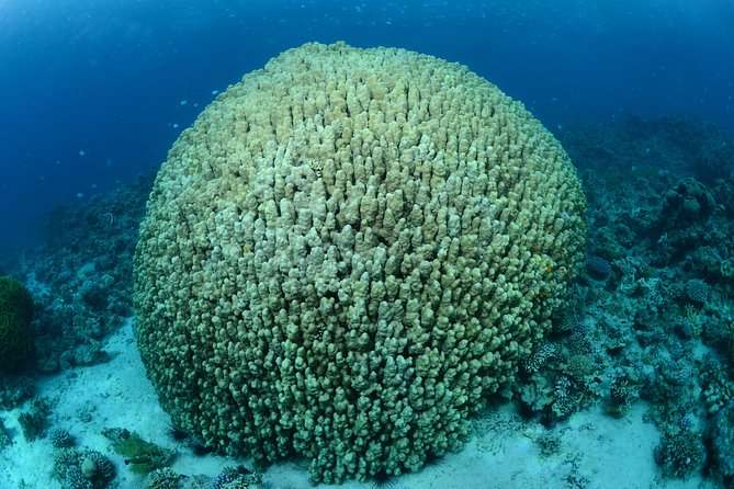 Shore Certified Diving - Two Dives - Should you book this two-session shore trip? My call