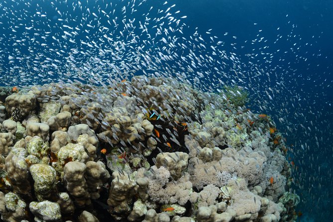 Shore Certified Diving - Two Dives - From Aqaba to South Beach in a car: timing and what to plan
