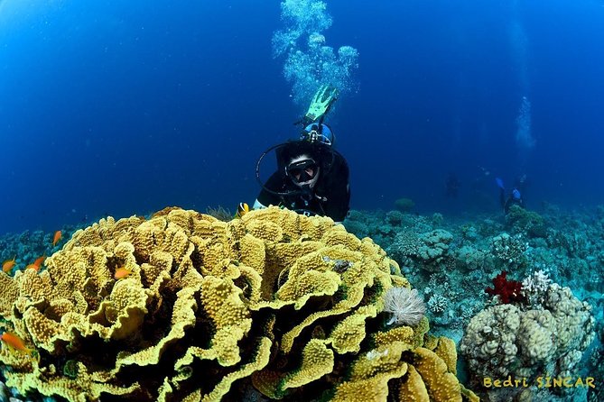 Shore Discover SCUBA Diving/Introductory Diving - One Dive - What you actually do in the water, step by step