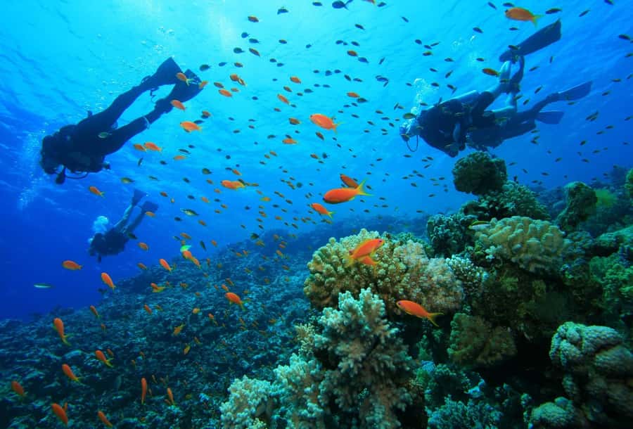 shore dive in red sea with pick up & snacks - Key Highlights You’ll Care About Most