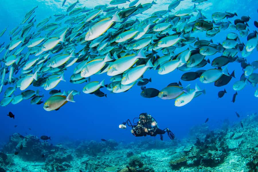 shore dive in red sea with pick up & snacks - How the Day Flows From Aqaba Pickup to Shore Access