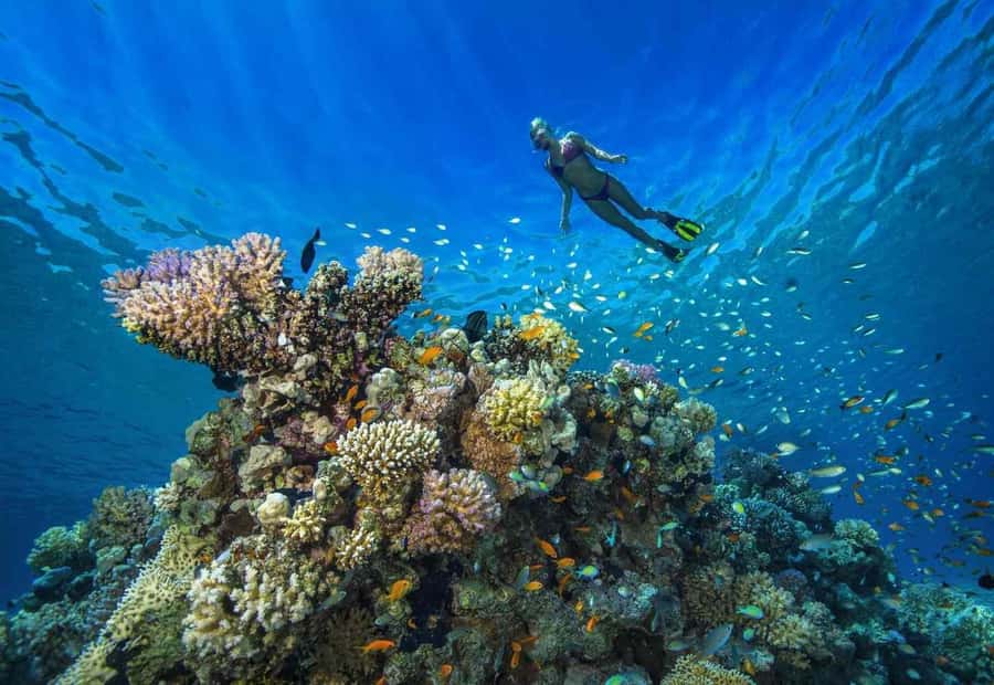 shore dive in red sea with pick up & snacks - Coaching That Helps First Timers Actually Feel Okay