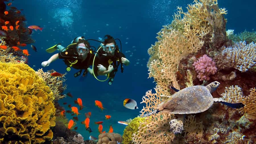 shore dive in red sea with pick up & snacks - What Makes the Gulf of Aqaba Underwater Sites Worth Your Time