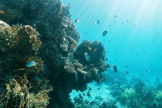 Shore Snorkeling - Two hours - Gear Is Included, Wetsuit Is Not: Getting Comfortable Fast