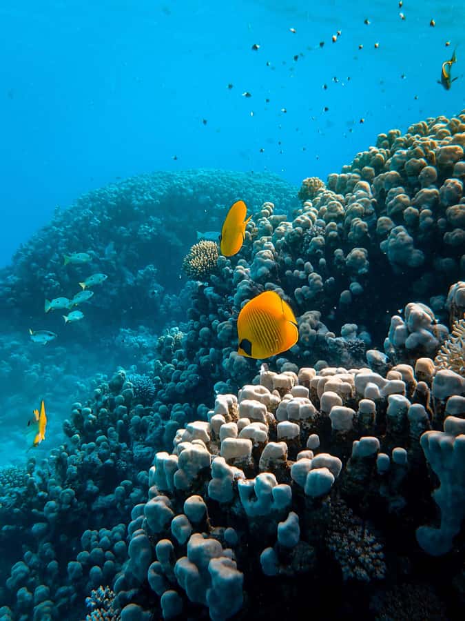 Snorkeling in The Red Sea With Equipment And Free Transfer - Aqaba Red Sea snorkeling, timed for a simple half-day