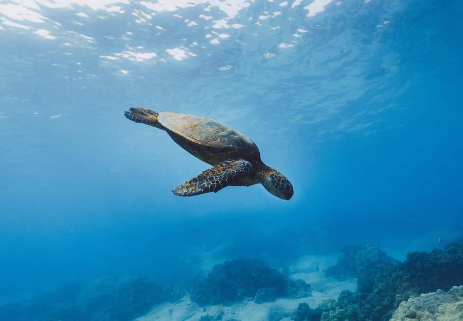 Snorkeling in The Red Sea With Equipment And Free Transfer - Pickup and transfer details that can make or break your start