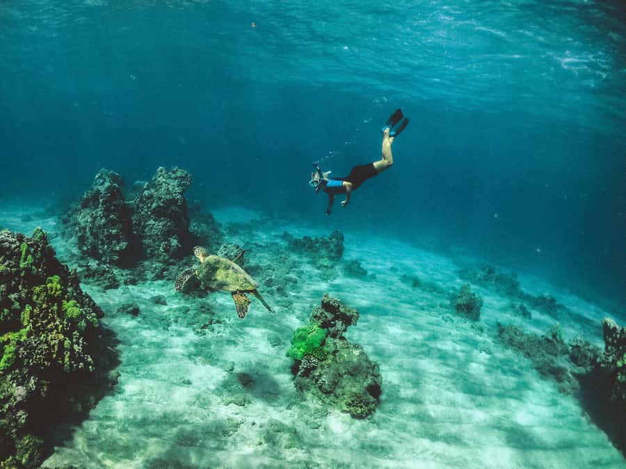 Snorkeling in The Red Sea With Equipment And Free Transfer - Guides and support: friendly service, with one clear warning sign
