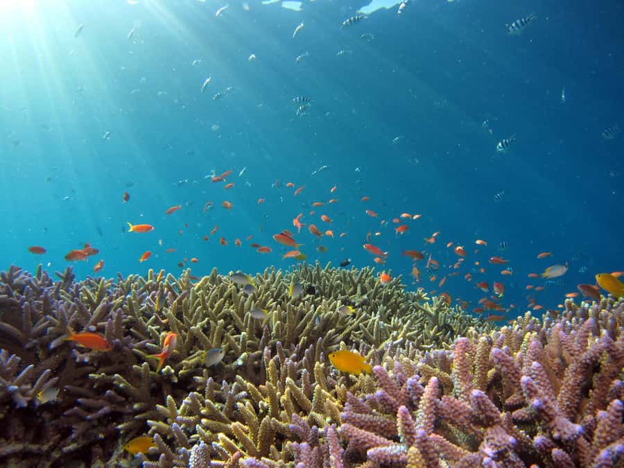 Snorkeling in The Red Sea With Equipment And Free Transfer - Should you book this Aqaba Red Sea snorkeling trip with transfer?