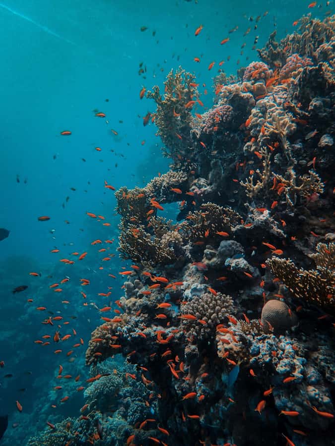 Snorkeling in The Red Sea With Equipment And Free Transfer - Price and value: what $51 buys you in real terms
