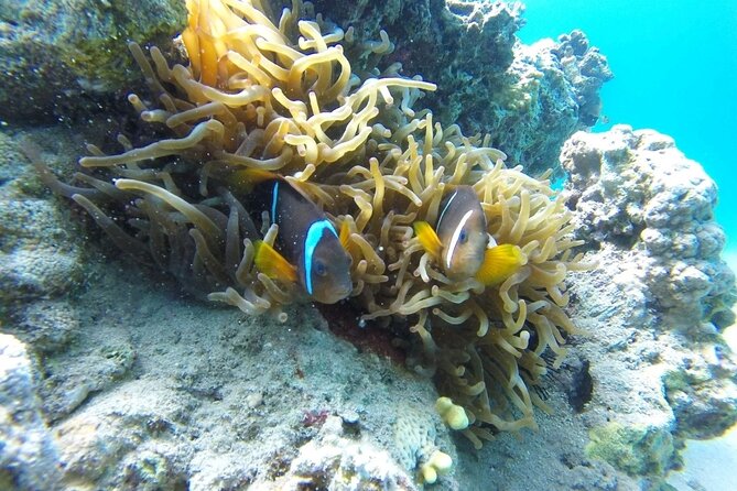 Snorkeling Trip with pick up ( beach) - Timing and expectations: what you might experience in real life