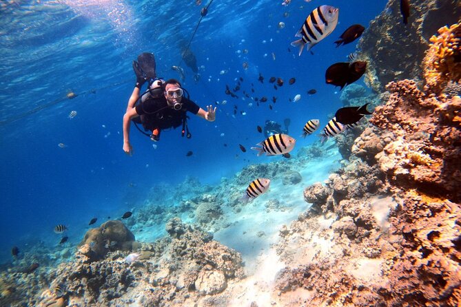 Take advantage of a half-day boat dive experience in Red sea of Aqaba. - Who This Trip Fits Best, and Who Should Skip It