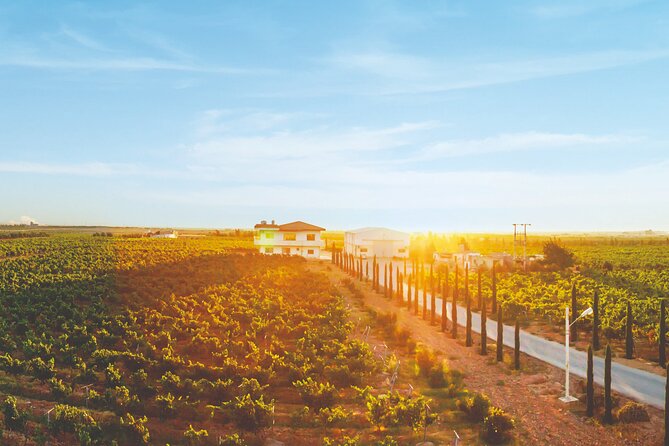 Vineyard Tour in Al Mafraq Governorate - Arriving at the Basalt Desert vineyards in Al Mafraq