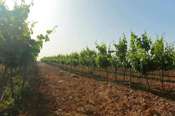 Vineyard Tour in Al Mafraq Governorate - A guided walk that turns grapes into a story