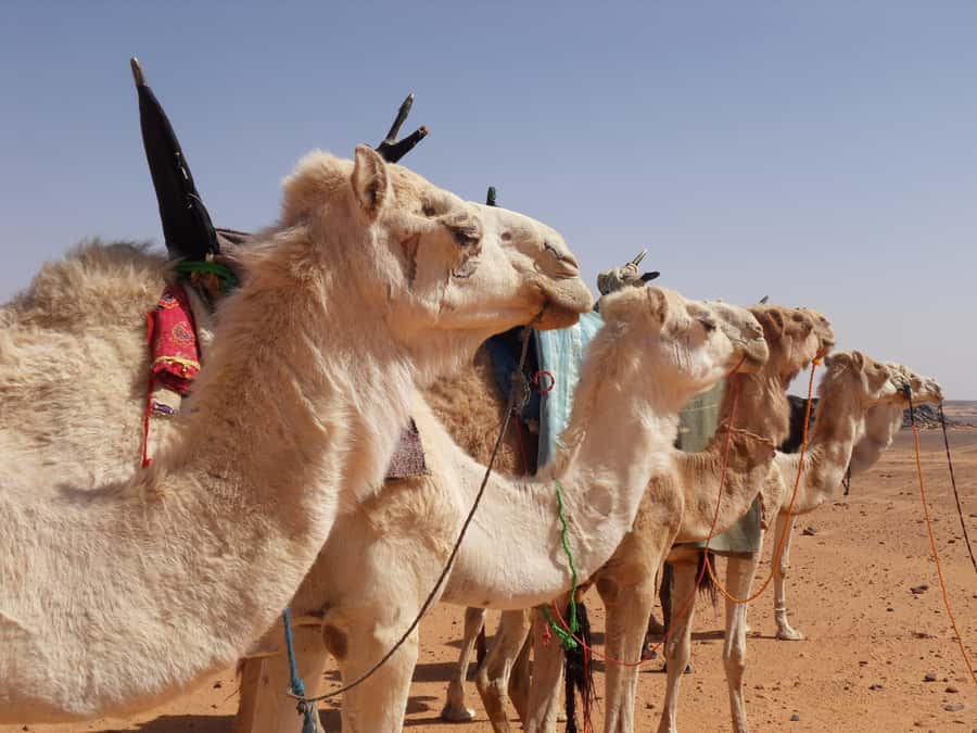 Wadi Rum: 2 Hour Camel Ride at Sunset/Sunrise Overnight - Getting from Wadi Rum Rest House to the desert, without losing time