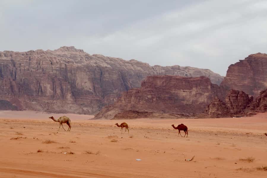 Wadi Rum: 2nights|3Day all-inclusive BedouinDesertExperience - Key Things I’d Mark on Your Wadi Rum To-Do List