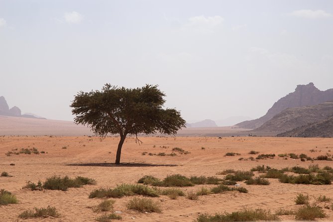 Wadi Rum: 4 Hour Highlights Tour - Who This Tour Suits Best