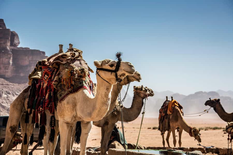 Wadi Rum: Camel Ride with tea and Bedouin Guide - The 2-hour flow: jeep ride, camel hour, and Al Ramal tea stop