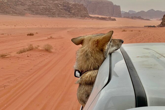 Wadi Rum Cave Camping with Jeep Tour - Day 2 Check-Out: Wrap-Up Without Dragging It Out