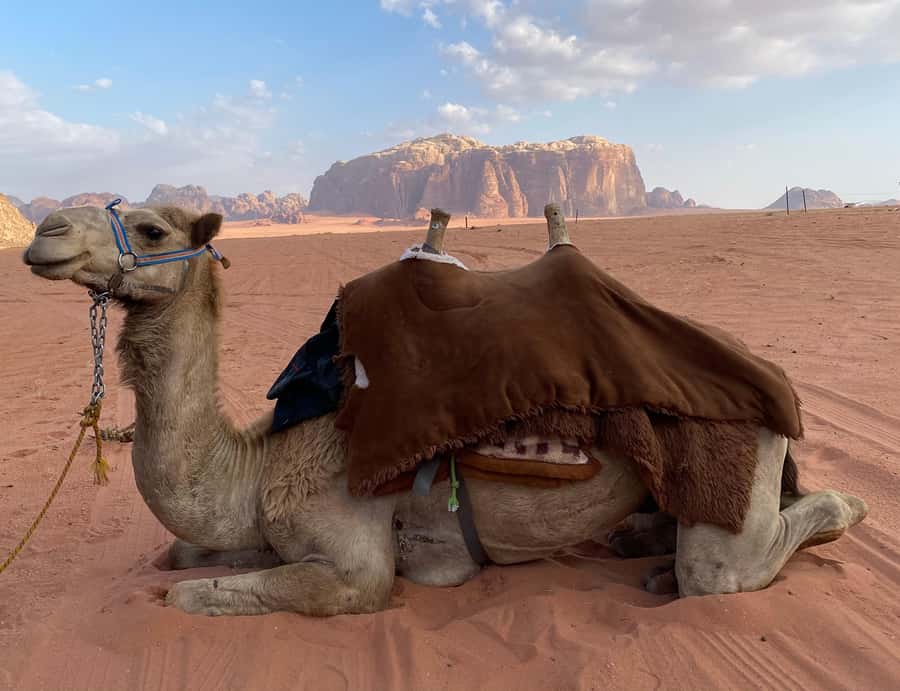 Wadi Rum Classic 4-Hour Jeep Safari - Key Things I’d Mark on Your Wadi Rum Checklist