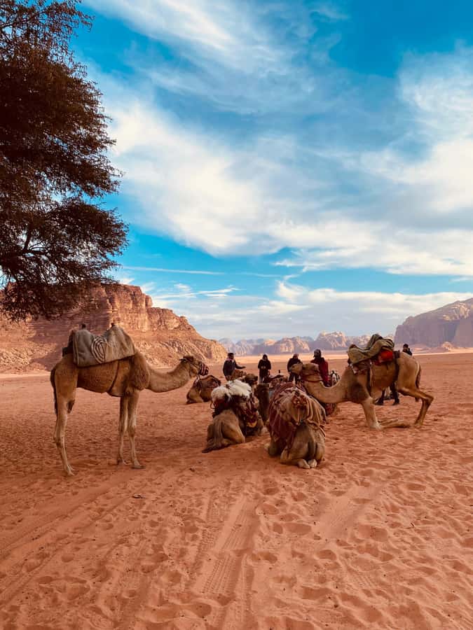 Wadi Rum Classic 4-Hour Jeep Safari - Why Wadi Rum by Jeep Is the Smart Way to Get Real Desert Time
