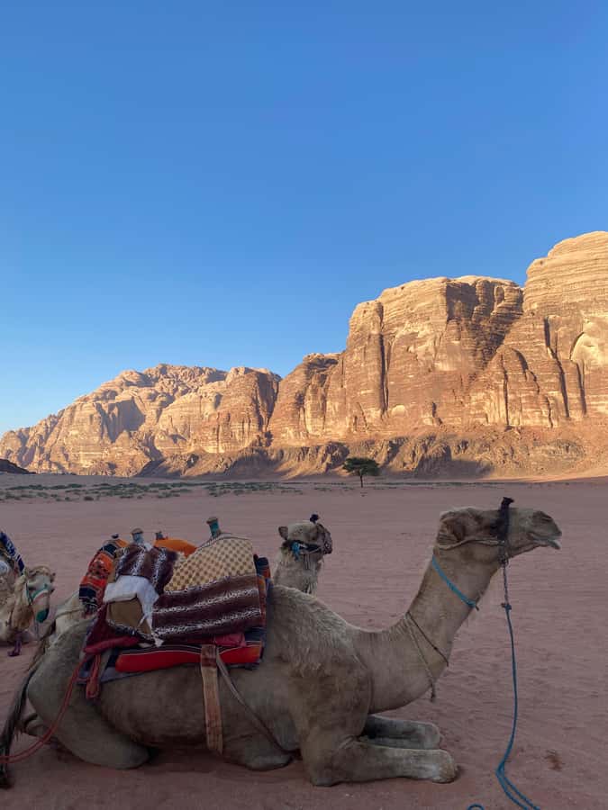 Wadi Rum Classic 4-Hour Jeep Safari - Bedouin Tea and Guide Time, Especially with Awwad