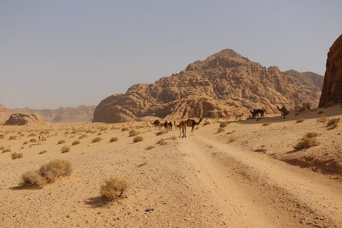 Wadi Rum Full Day Jeep Tour - Your Timing, Start Window, and How Long You’ll Be Out