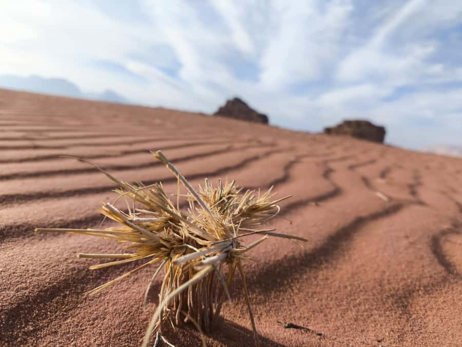 Wadi Rum: Morning or Sunset Jeep Tour - Little Bridge: Tea, Small Shopping, and a Change of Terrain