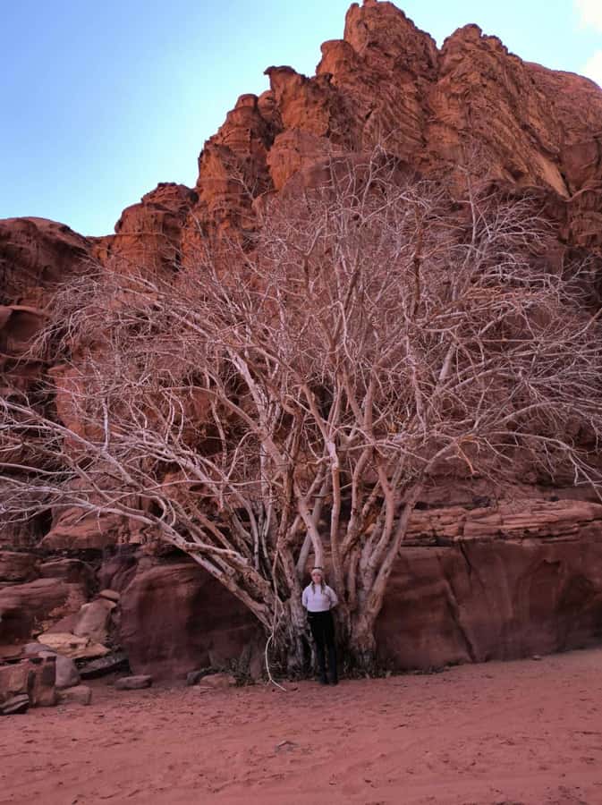 Wadi Rum: Morning or Sunset Jeep Tour - Mushroom Rock and Um Frouth Rock Arch: Short Stops With Big Photo Payoff