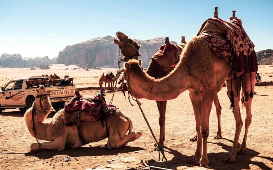 Whispers of Stone, Sand & Sea: Jordan in Five Days - A 5-Day Jordan Sprint That Still Feels Human